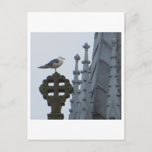 Cartão Postal Seagull em Glasgow