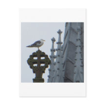 Seagull em Glasgow