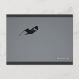 Cartão Postal Seagull em Silhouette | Cartão-postal Blue Beach™