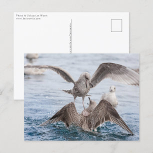Cartão Postal Seagull Fight Wildlife Photo