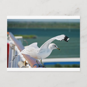 Cartão Postal Seagull.JPG