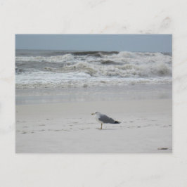 Cartão Postal Seagull na praia