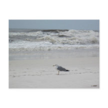 Seagull na praia