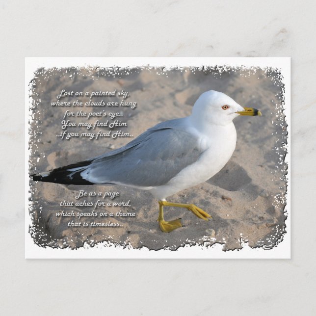 Cartão Postal Seagull Postcard (Frente)