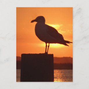 Cartão Postal Seagull Sunset