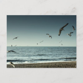 Cartão Postal Seagulls Brighton