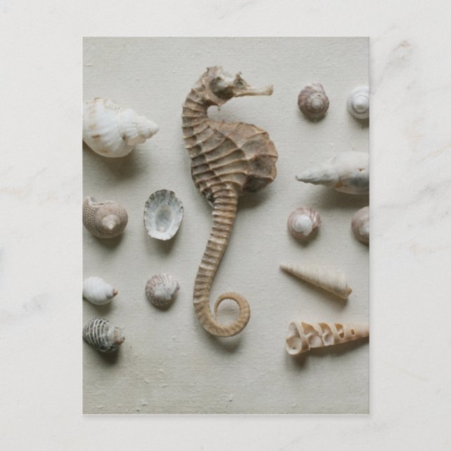 Cartão Postal Seahorse And Shells (Frente)