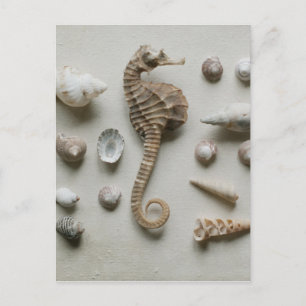 Cartão Postal Seahorse And Shells