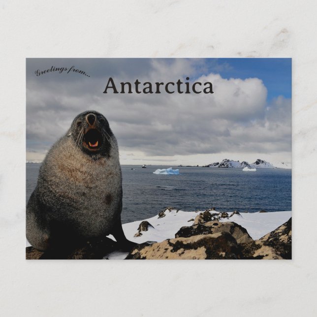 Cartão Postal Seal in Cape Shirreff Livingston Island Antarctica (Frente)