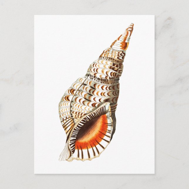 CARTÃO POSTAL SEALIFE "SEATRUMPET" (Frente)