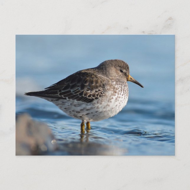 Cartão Postal Searing Rock Sandpiper (Frente)