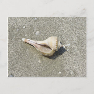 Cartão Postal Seashell
