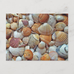 Cartão Postal Seashell