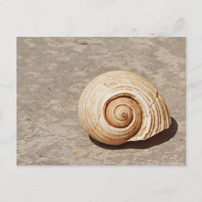 Cartão Postal SeaShell (Frente)
