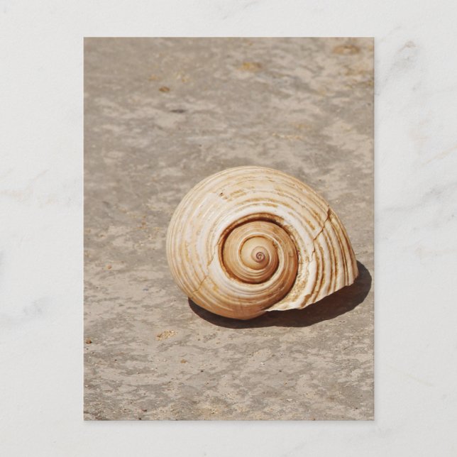 Cartão Postal SeaShell (Frente)