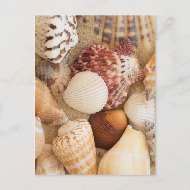 Cartão Postal Seashell Arrangement (Frente)