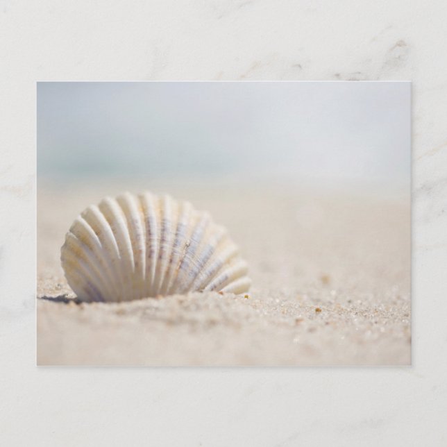 Cartão Postal Seashell do molusco (Frente)