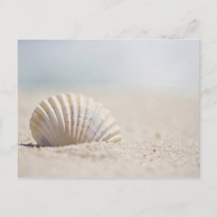 Cartão Postal Seashell do molusco
