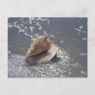 Cartão Postal Seashell Na Praia   Ilha Sanibel, Flórida