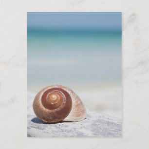 Cartão Postal Seashell Na Praia   Ruas. Petersburgo, Fl