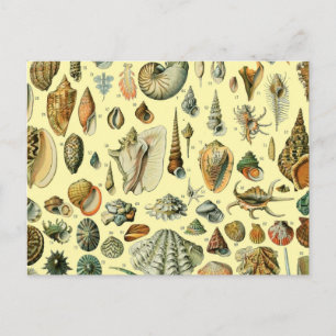 Cartão Postal Seashell Shell Mollusk Clam Elegant Clam Art