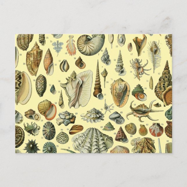 Cartão Postal Seashell Shell Mollusk Clam Elegant Clam Art (Frente)