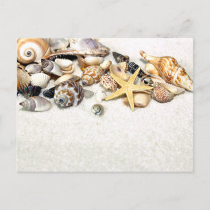 Cartão postal Seashells