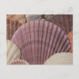 Cartão postal Seashells