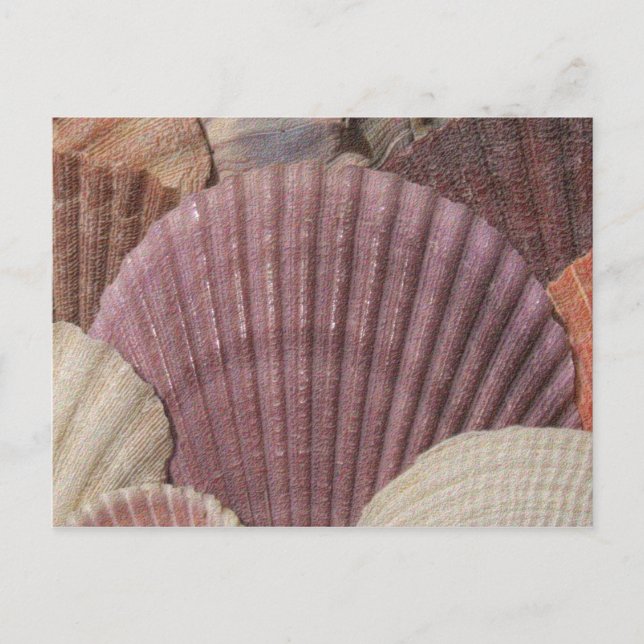 Cartão postal Seashells (Frente)