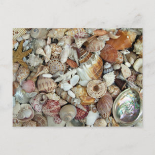 Cartão Postal Seashells Galore