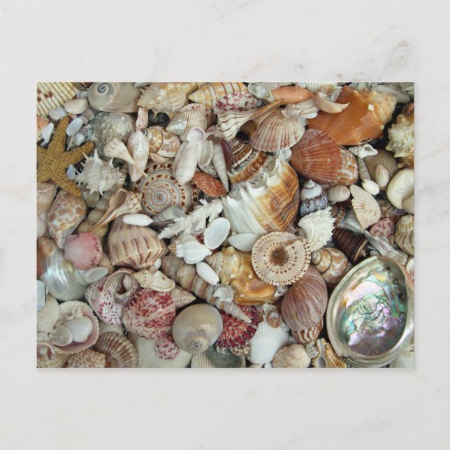 Cartão Postal Seashells Galore (Frente)