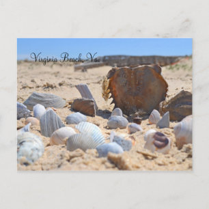 Cartão Postal Seashells on Beach por Shirley Taylor