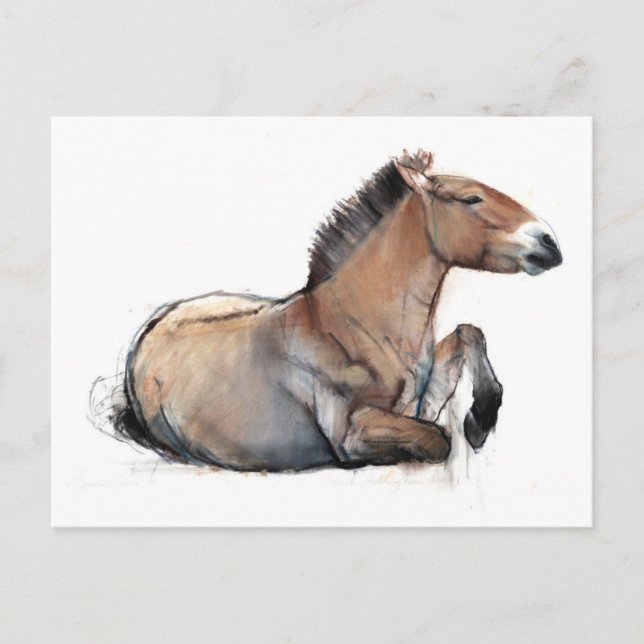 Cartão Postal Seated Przewalski 2011 (Frente)