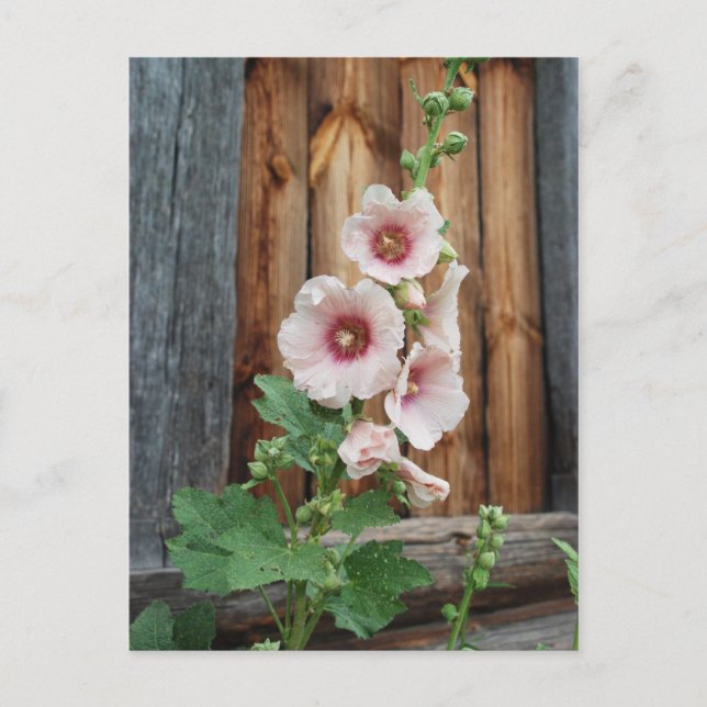 Cartão Postal sebo (Frente)