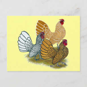 Cartão Postal Sebright Rooster Assorment