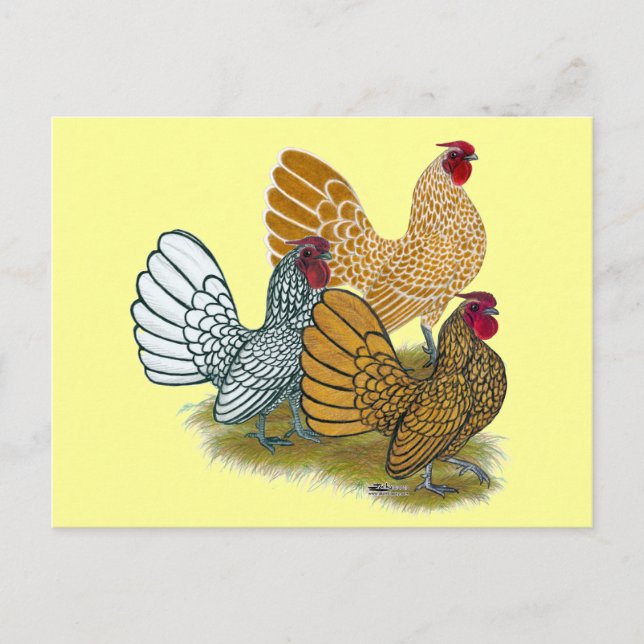 Cartão Postal Sebright Rooster Assorment (Frente)