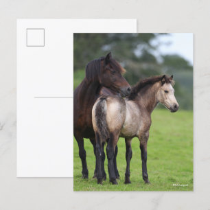Cartão Postal Seção D do País de Gales Égua e Potro Em Pé