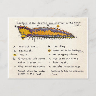 Cartão Postal Secção da Estrela-do-Mar