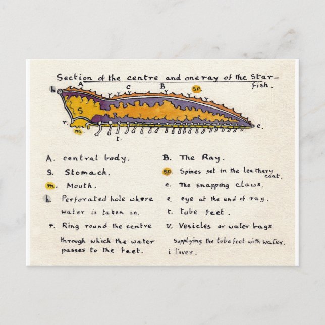 Cartão Postal Secção da Estrela-do-Mar (Frente)