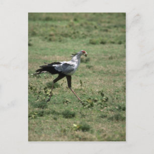 Cartão Postal Secretário Pássaro, carregando pedra