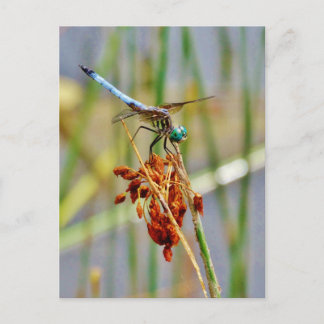 Cartão Postal Sedge grass, and Dragonfly