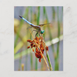 Cartão Postal Sedge grass, and Dragonfly