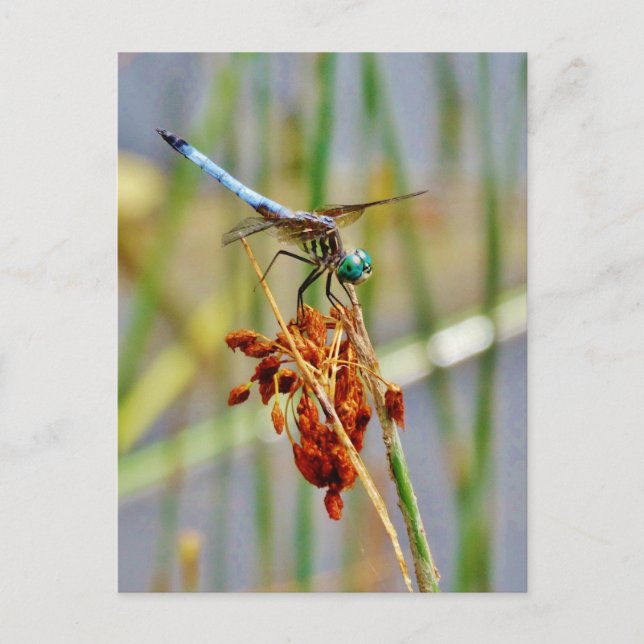 Cartão Postal Sedge grass, and Dragonfly (Frente)