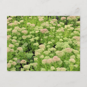 Cartão Postal Sedum Autumn Joy