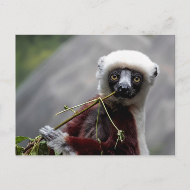 Cartão Postal Sefaka Lemur Wildlife Animal Photo (Frente)