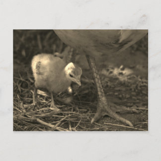 Cartão Postal Seguimento nas etapas de Mãe - Cartão-postal