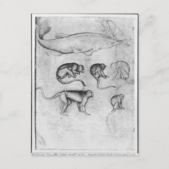 Cartão Postal Seis macacos e um Sturgeon (Frente)