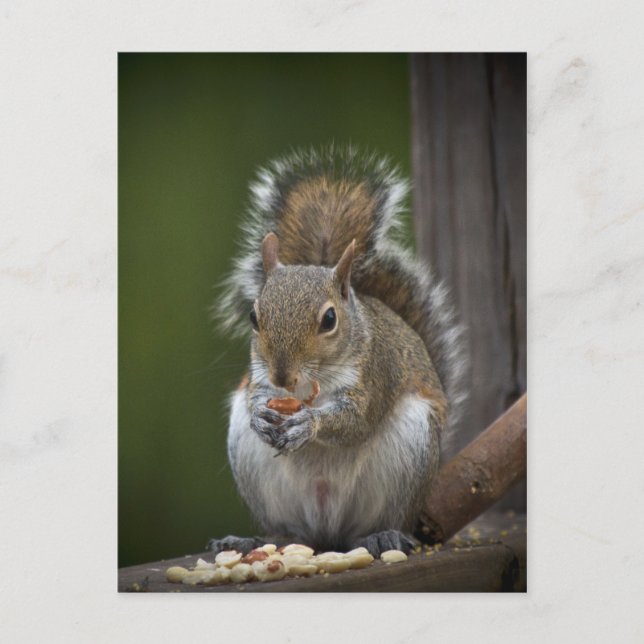 Cartão Postal Seja muito silencioso (Frente)