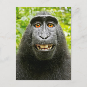 Cartão Postal Selfie de Macaco