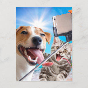 Cartão Postal Selfie fotografada de cão e gato no telefone